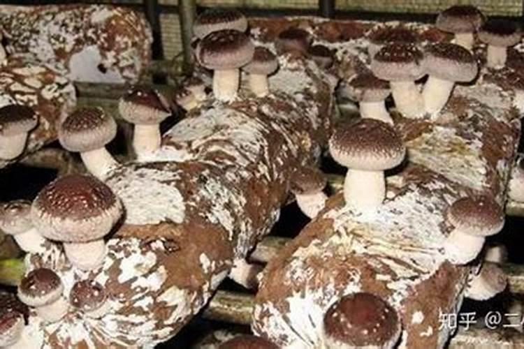 种香菇用什么土比较好