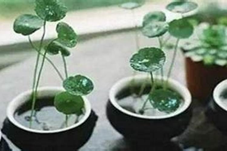 香菇的种植方法