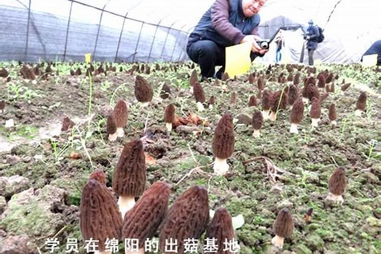 香菇的生长周期有多长？