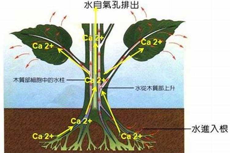 用什么钙使农作物的根增粗增长什么样的钙肥吸收利用率高