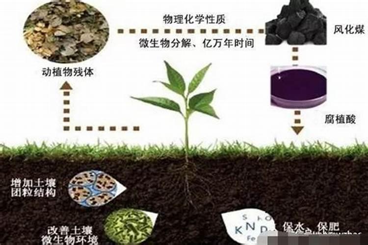 腐植酸肥料的作用和使用方法