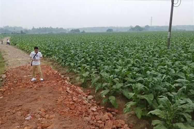 中国水溶肥的前十名 中国十大水溶肥排名