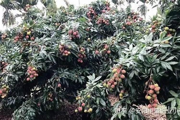我想问问荔枝专用叶面肥什么好