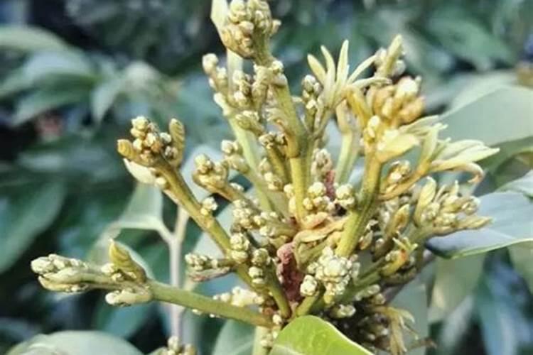 荔枝专用叶面肥什么好？