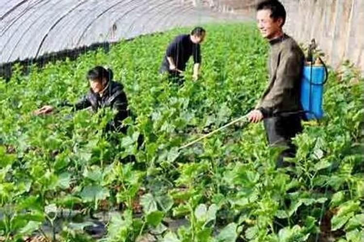 种植油菜该怎么施硼肥？