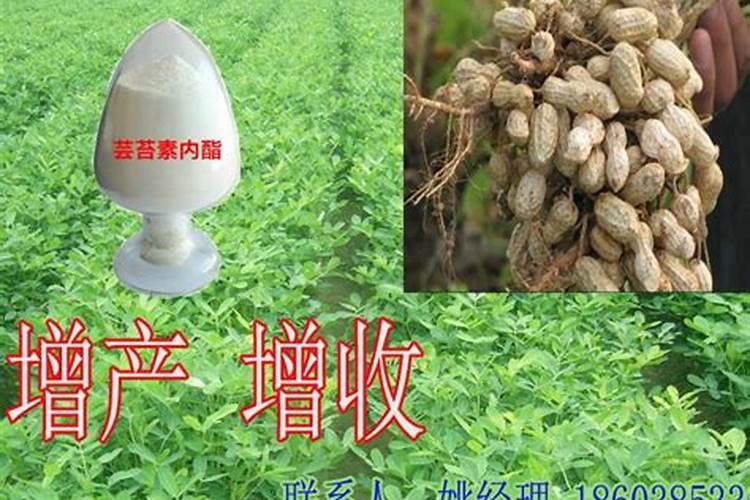 芸苔素在农作物上可以用几次,比如花生,小麦