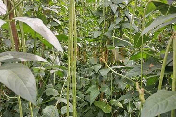 种油菜籽施什么肥料最好？