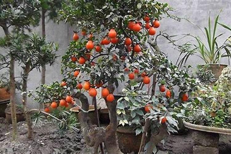 种植油菜为什么要施硼肥油菜啥时候施硼肥好