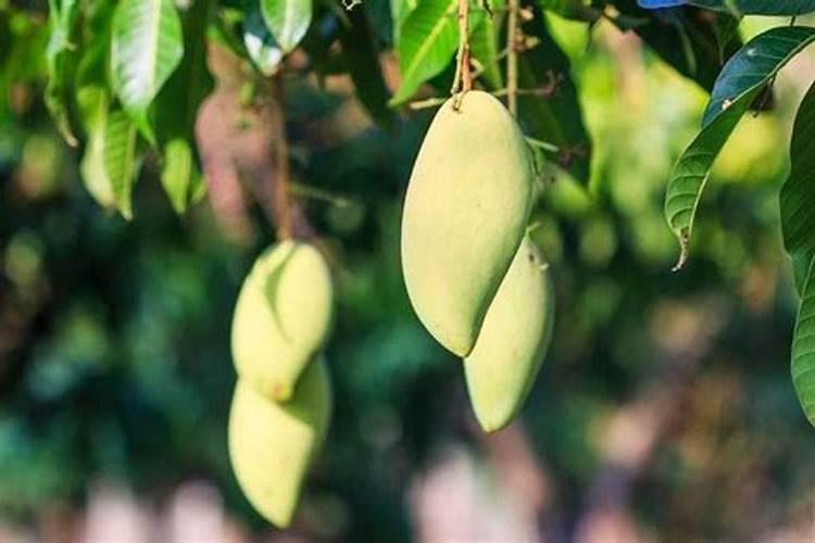 为什么种植油菜要增施硼肥？硼肥的功效有哪些？