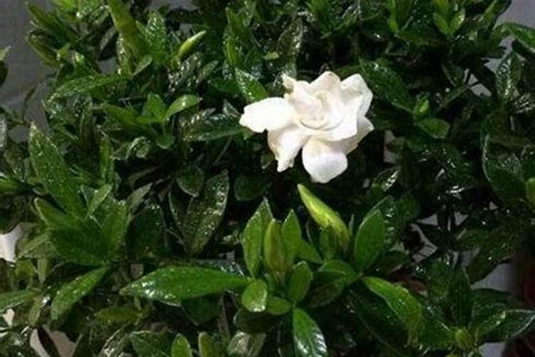 为什么种植油菜要增施硼肥？硼肥的功效有哪些？