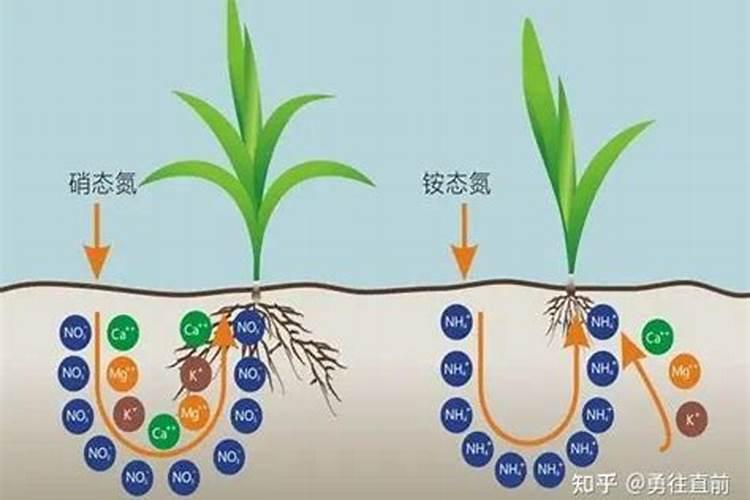 氮肥如何浇