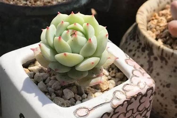 多肉植物可以施氮肥吗多肉植物能施氮肥吗