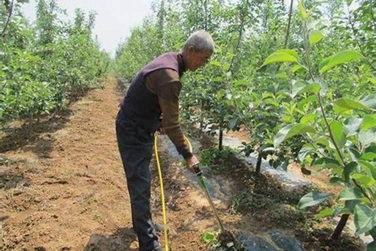 蝴蝶兰开完花之后怎么处理