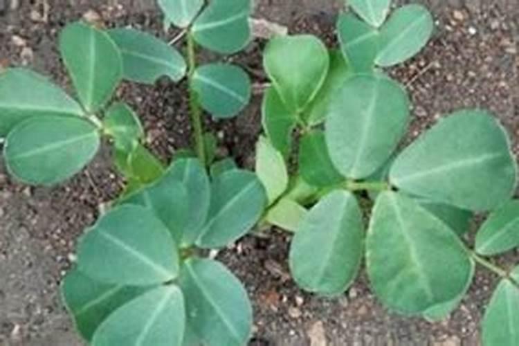 蝴蝶兰花应该怎样施肥？施营养液可以吗？花开过之后什么时候剪掉茎？从...