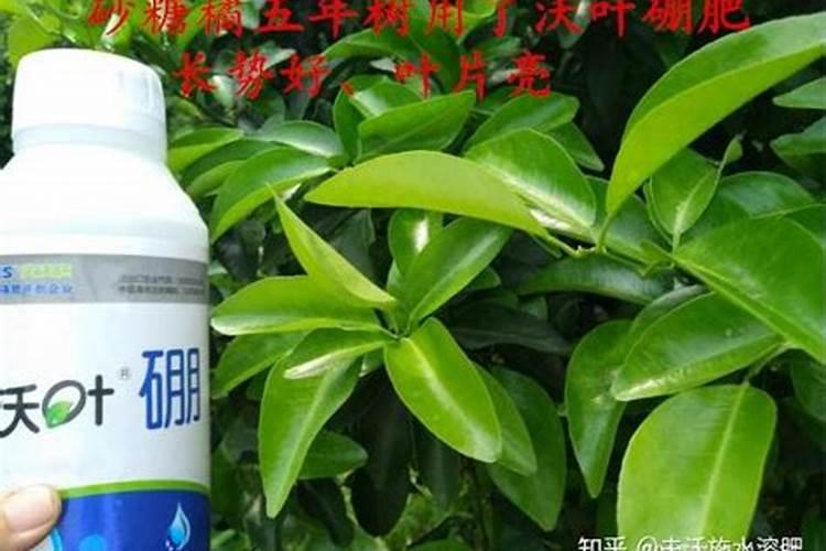 蝴蝶兰花败后怎样处理,怎么养