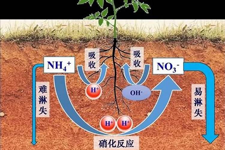 氮肥的作用