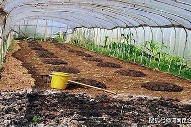 钙肥硼肥锌肥钼肥能一起混用吗？