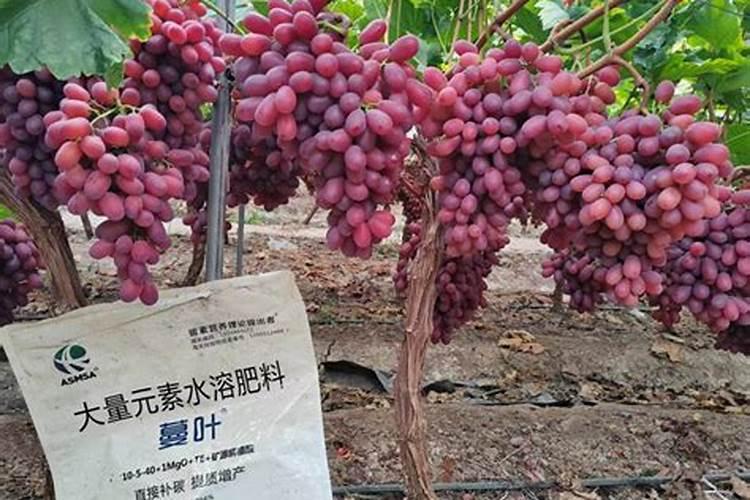葡萄硼肥什么时候打最好？开花前？还是花期打？