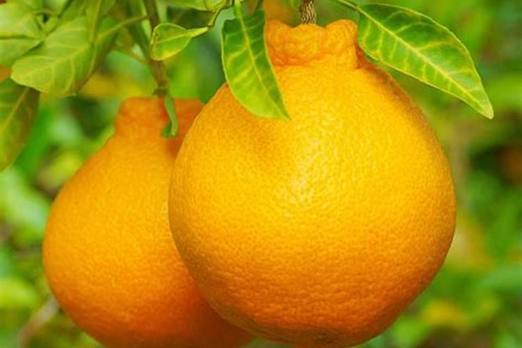 菜花冲什么肥料最好