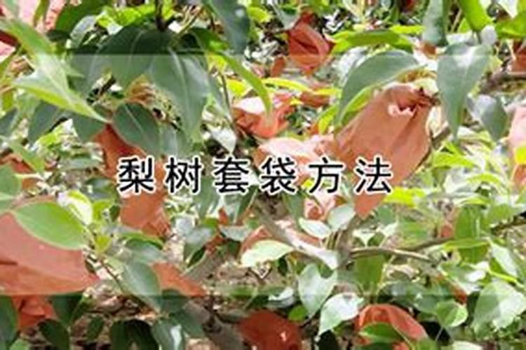 果树花后喷第一遍药的最佳时机!