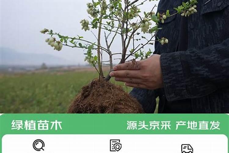 蓝莓施什么肥最好