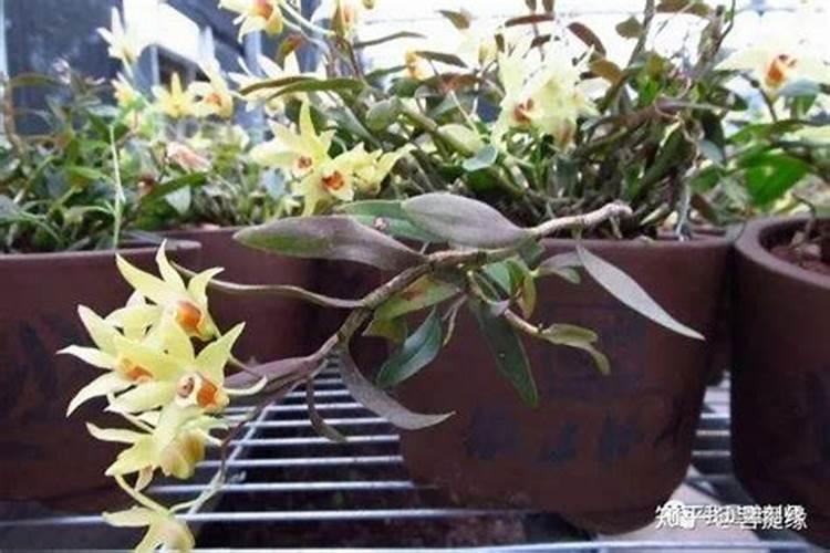 石斛如何养护照样芽多花多