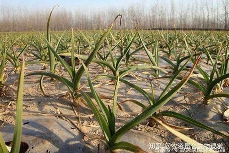 大蒜的营养特性与需肥特点是什么？如何给大蒜正确施肥？