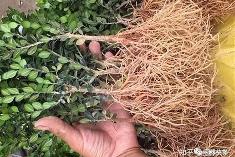 请问老师,水稻,小麦,玉米一生所需多少氮磷钾？
