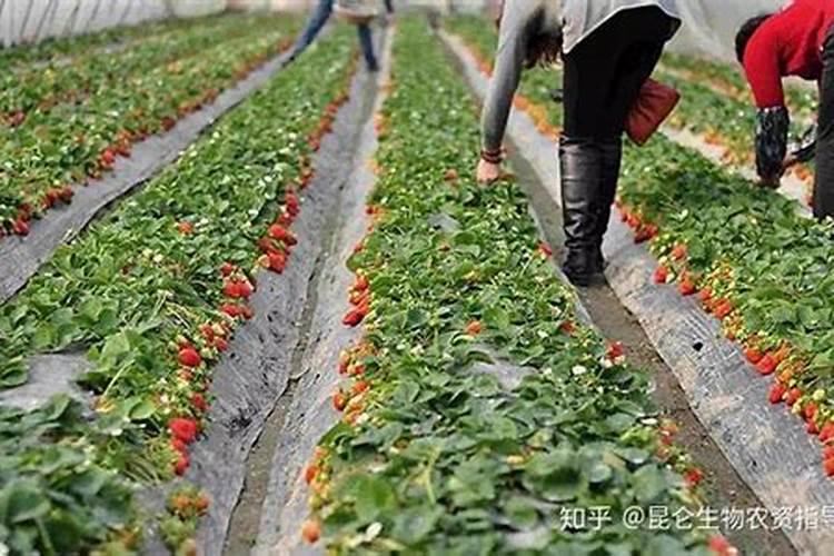 草莓用什么肥料好