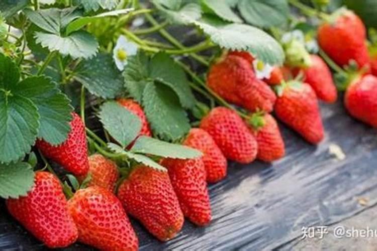 草莓用什么叶面肥