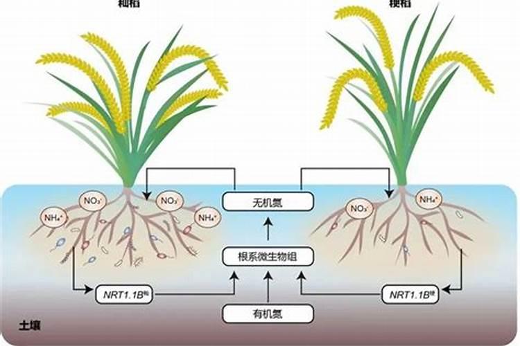 多肉可以施复合肥吗