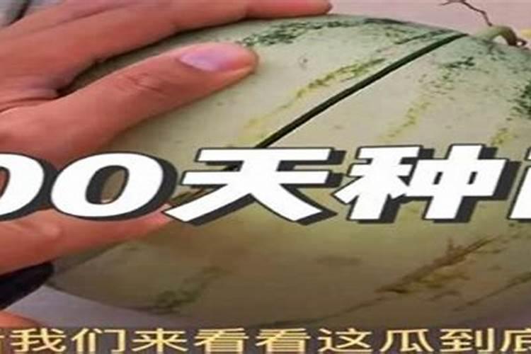 麒麟西瓜种植管理方法