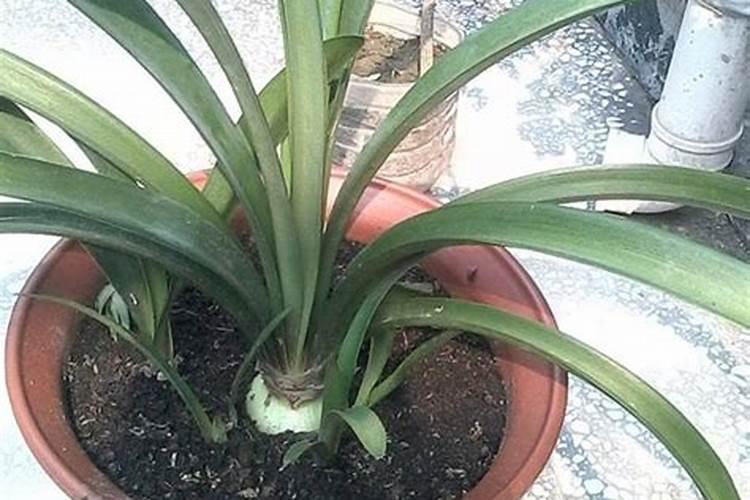 水溶肥的使用方法和用量