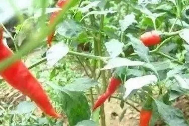叶面肥加什么浇花最好用