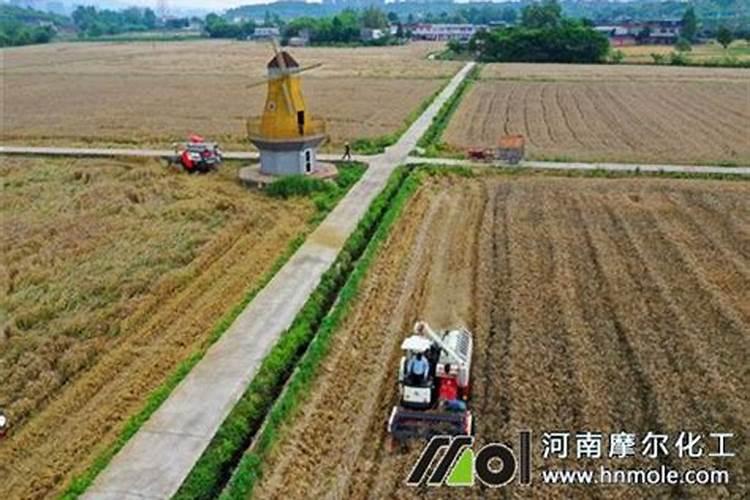 西红柿结果期水肥如何管理