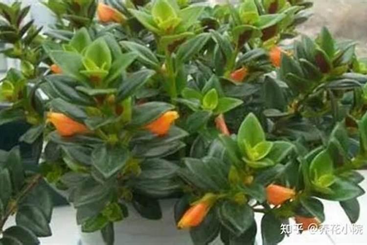 什么肥料含钾最高 含钾的肥料有什么作用