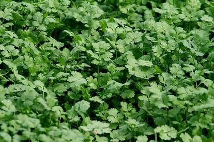 阳台种花怎样自制肥料 自制肥料用什么最好