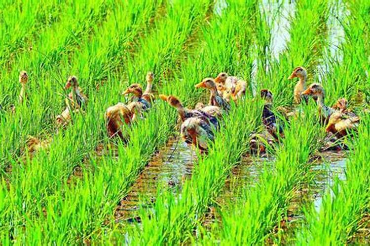 水田淹水期不适用哪种氮肥