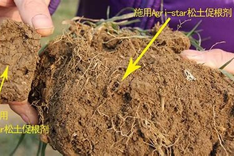 葡萄什么时候施肥葡萄的施肥时间