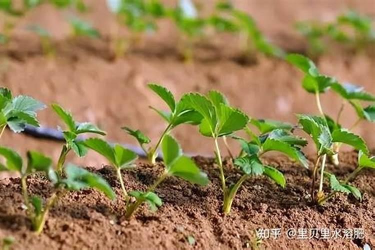 葡萄树施什么肥好