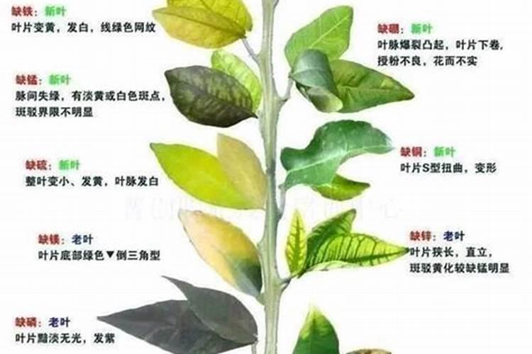 葡萄补钙最佳时间(给葡萄补钙季节什么钙肥最好)