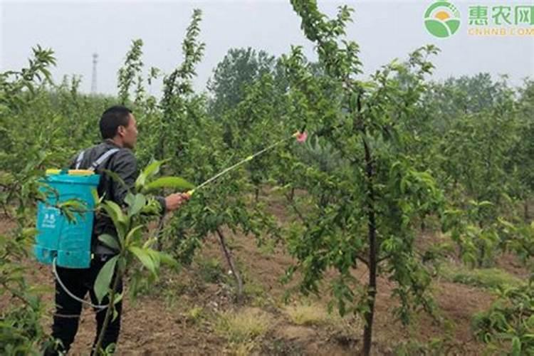 小麦叶枯黄该打什么农药
