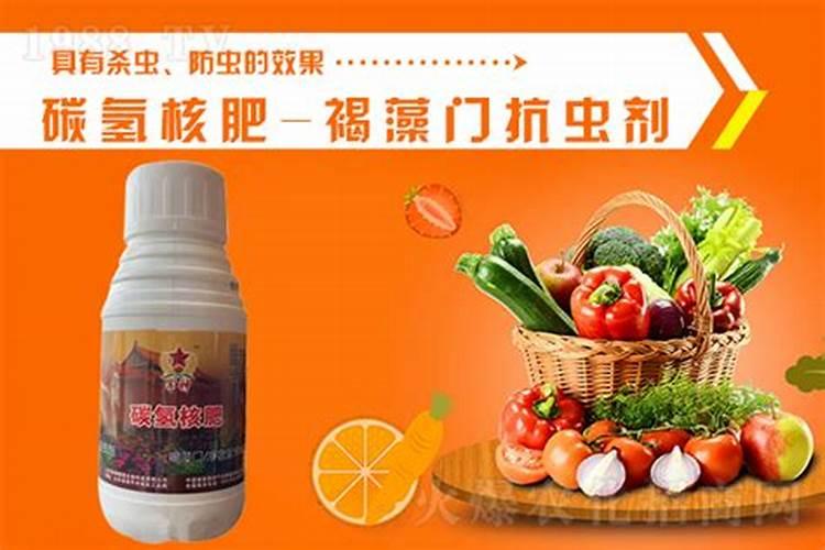 玫瑰花苗盆栽怎么种