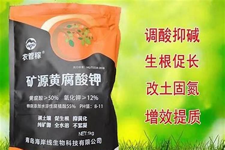 盆栽玫瑰花在花苗期可以施肥吗？