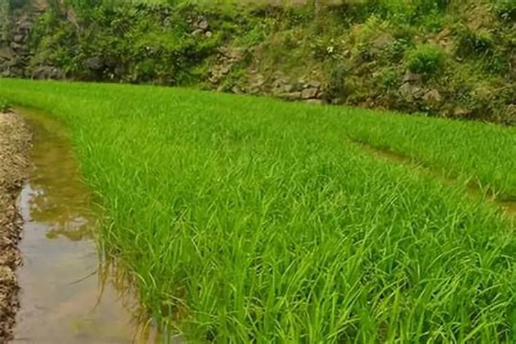 水稻穗肥什么时候施好 水稻穗肥哪个时间施好