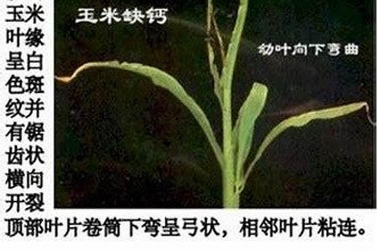 ...s16然后黄腐酸钾等等 麻烦问下 s16对玉米有什么作用？