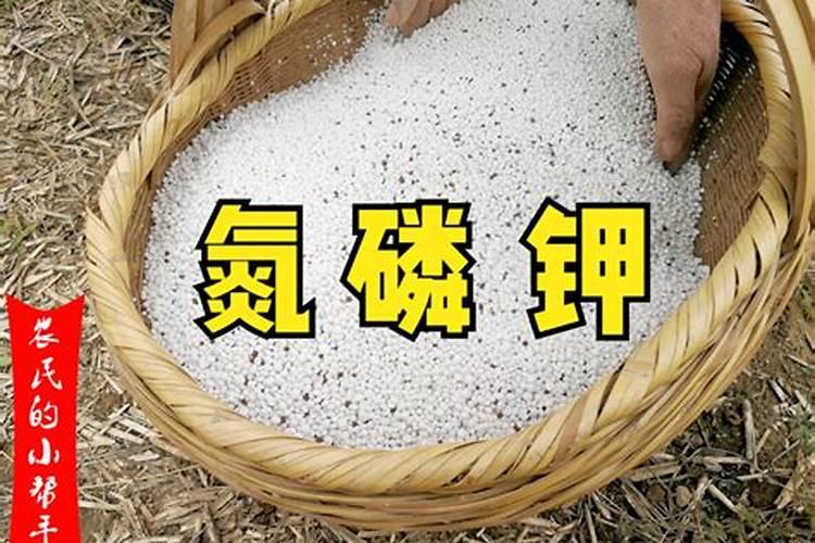 想要月季花长芽开花多该怎么养护