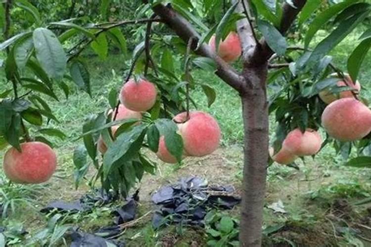 花叶络石好养吗？