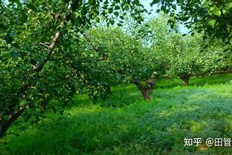 龟背竹施什么肥好,龟背竹施氮磷钾肥最好