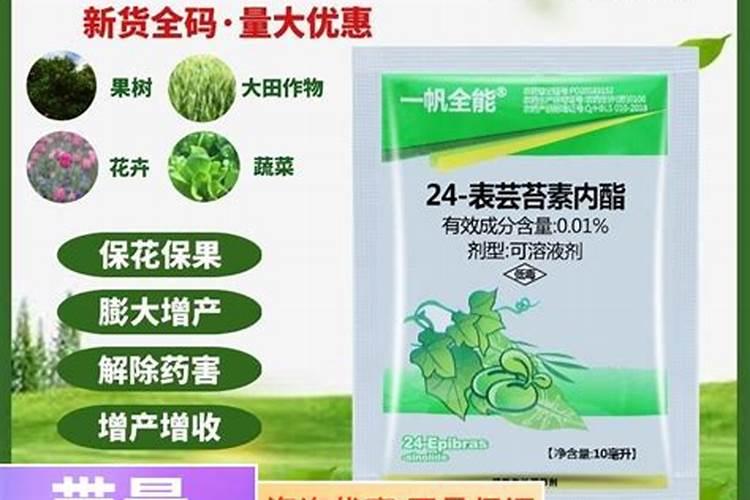 芸苔素内酯是叶面肥吗？芸苔素是什么？芸苔素的使用误区及方法